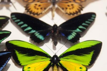 Close-up of a butterfly collection. The foreground features a vibrant butterfly with bright green and yellow wings, while a larger black butterfly with greenish-blue accents is in the background. They are mounted on a white display.