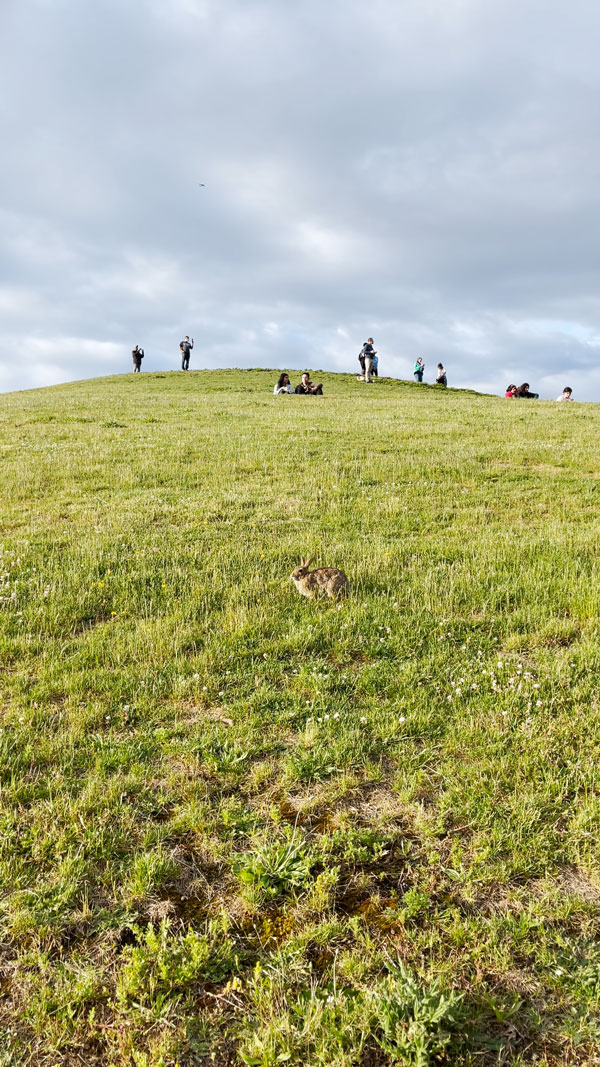 A grassy hill under a cloudy sky, with people relaxing and walking at the top. In the foreground, a rabbit sits amidst the grass, blending in with the surroundings.