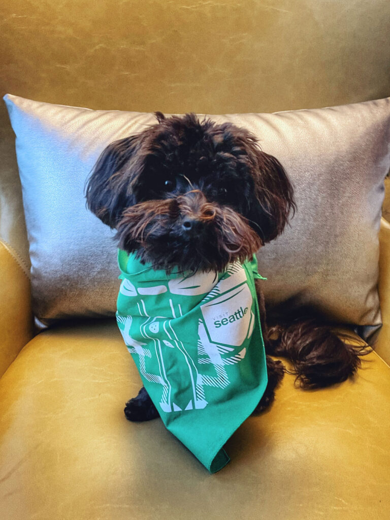 A small black dog with a fluffy coat sits on a yellow chair. The dog is wearing a green bandana with white patterns and the word "Seattle." The background includes a metallic silver cushion.