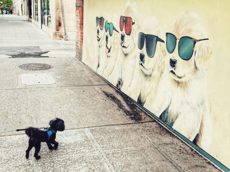 A small black dog on a city sidewalk looks curiously at a mural of puppies wearing sunglasses painted on a wall. The scene is bright and playful, capturing the dog's interest in the art.