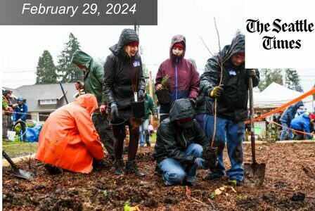 Volunteers plant trees in the rain