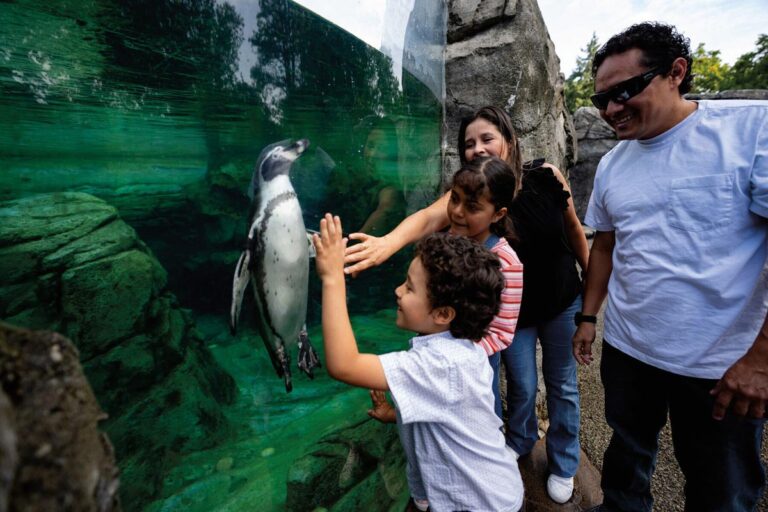 A family of four from North Seattle neighborhoods smiles as they reach toward a penguin swimming behind the glass at a zoo exhibit. The penguin appears to interact with the young children, who are excitedly touching the glass. The scene is vibrant and joyful.
