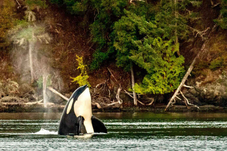 An orca partially emerges from the water, displaying a striking black and white pattern against a backdrop of dense green forest along the shore. A misty spray is visible as the whale exhales, offering a breathtaking glimpse of Pacific Northwest beauty—one of the must-see wonders among things to do in Seattle.