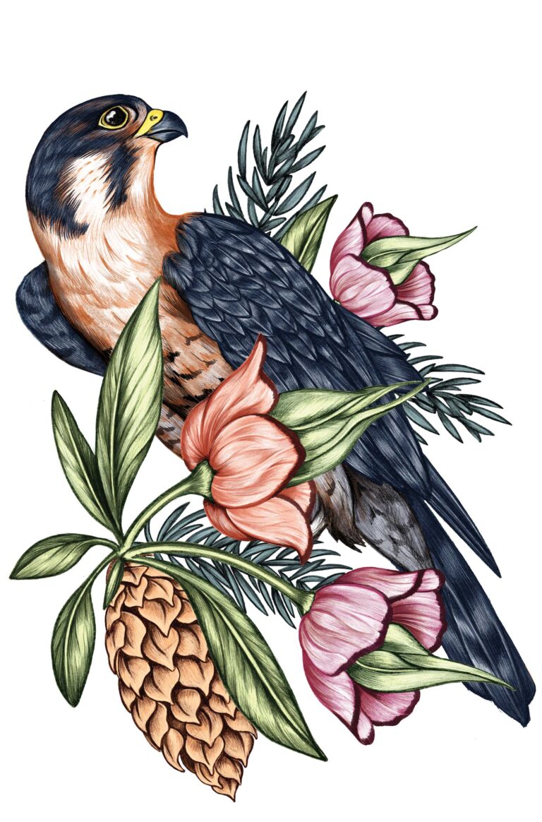 Illustration of a bird with a dark blue and orange plumage perched among pink flowers, green leaves, and a pinecone on a white background.