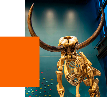 Skeleton of a mastodon at The Burke