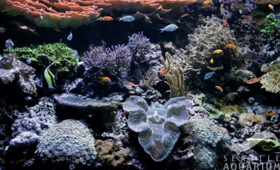 Coral Reef