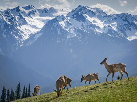 Hurricane Ridge