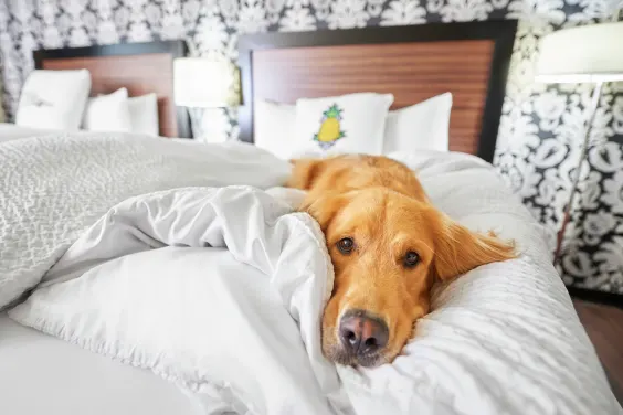Pet-Friendly