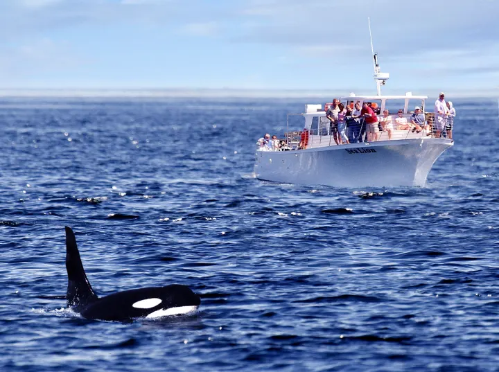 Whale Plane