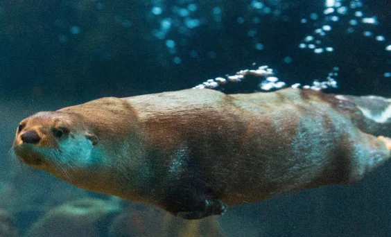 River Otter Swimming