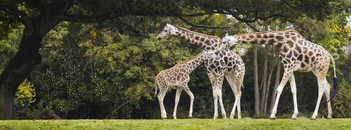 Woodland Park Zoo