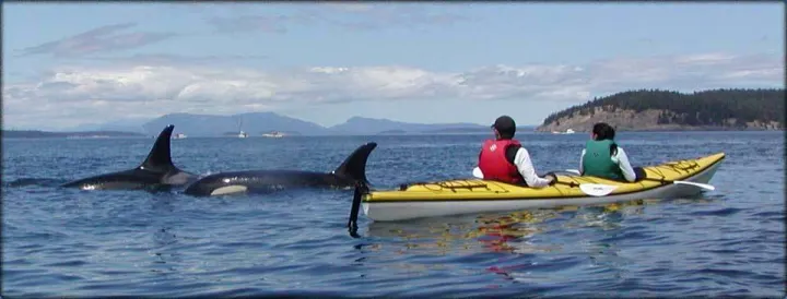 Crystal Seas Kayaking